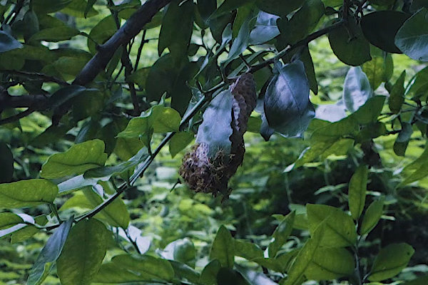 アシナガバチの巣(秋)